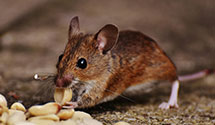 24 Hour & Emergency Exterminators in San Diego County Jail, CA